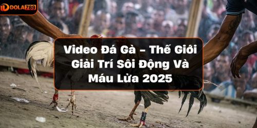 Video đá gà