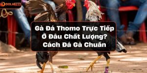 Gà đá Thomo
