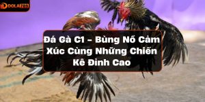 Đá gà C1