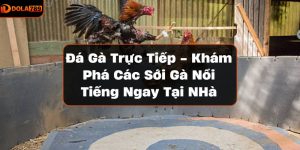 Đá gà trực tiếp